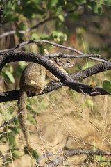 Cute squirrel creature in the bush