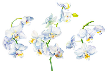 Set of white orchid flowers on an isolated white background, watercolor illustration, floral design, botanical painting
