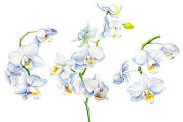 Set of white orchid flowers on an isolated white background, watercolor illustration, floral design, botanical painting © Hanna