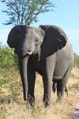 Fototapeta na wymiar Huge lonely elephant in a tiny village