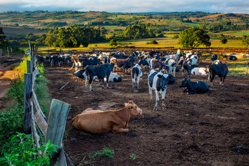 Cattle farming in Tanzania