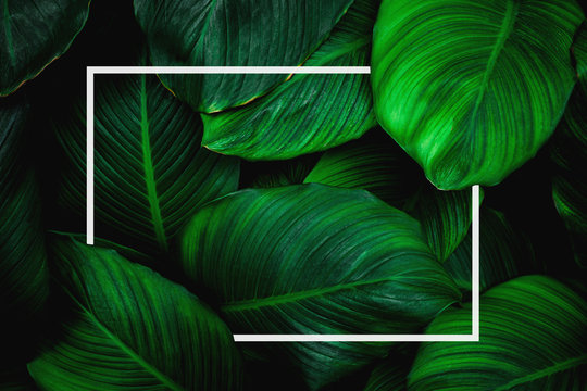 Tropical Leaves With White Frame, Abstract Green Leaves, Natural Green Background