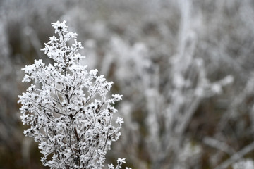Dried flowers in a meadow in white hoarfrost. Magic photo of white hoarfrost on plants. 