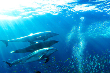 Dolphin © Camewe