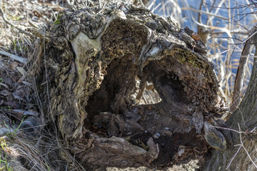  Broken tree, stump, rotting wood