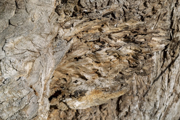 Texture of damaged old rotten wood