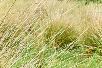 Close-up of long bright yellow colored uncultivated grass, with blurred grass as background, located near the Chilco River in British Columbia, Canada