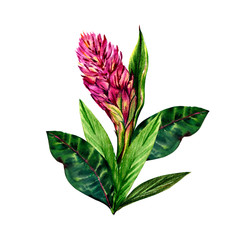 Watercolor composition of tropical flowers  of Mexico. Pink flower.