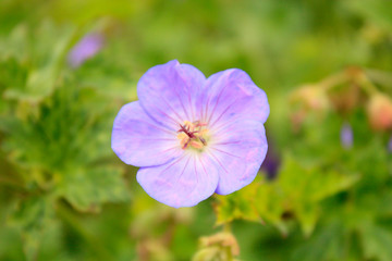 Small violet flowers in the garden on the green background.