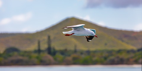 Fototapeta premium mouette