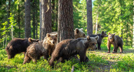 She-bear and Cubs in the summer forest. Brown bear, Scientific name: Ursus Arctos Arctos. Natural habitat. © Uryadnikov Sergey