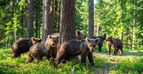 She-bear and Cubs in the summer forest. Brown bear, Scientific name: Ursus Arctos Arctos. Natural habitat.