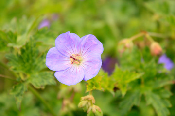 Small violet flowers in the garden on the green background.