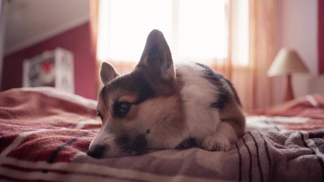 closeup soft focus portrait of funny cute tricolor dog Welsh Corgi breed luing on bed in bedroom at home and looking sleepy and lazy. 4k stok footage
