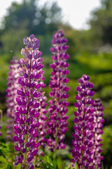 Bunch of purple flower blossoming in the meadow. Blooming flowers. Spring and summer flowers, blurred background.