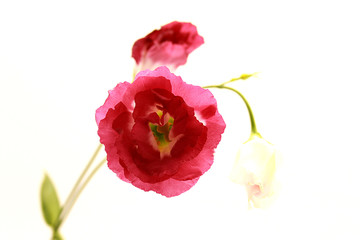 Japanese rose isolated on white background