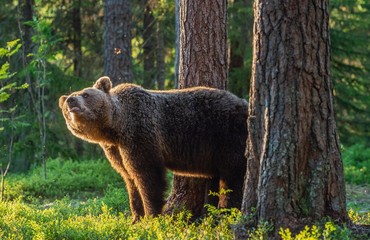 Adult brown bear at sunset light. Backlit brown bear. Bear against a sun. Brown bear in back light.. Summer season. Natural habitat.