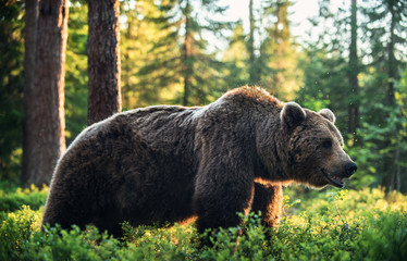 Big Adult Brown bear in the summer forest. Scientific name: Ursus arctos. Natural habitat.