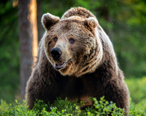 Obraz na płótnie Canvas Wild Adult Male of Brown bear in the pine forest. Front view. Scientific name: Ursus arctos. Summer season. Natural habitat.