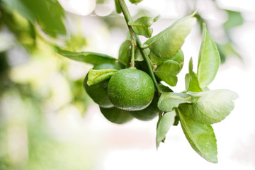 The kaffir lime tree is dense. Fresh bergamot fruits on bergamot tree. The result is a sphere.