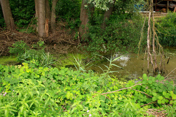 Fototapeta premium Wild river in the forest in summer. Switzerland.