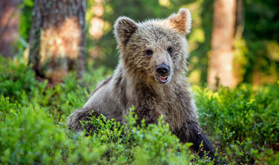 Cub of Brown Bear in the summer forest. front view, close up. Natural habitat. Scientific name: Ursus arctos.