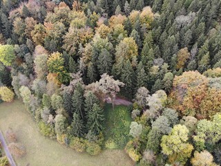 dji camera Herbstwald