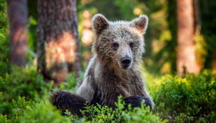 Cub of Brown Bear in the summer forest. front view, close up. Natural habitat. Scientific name: Ursus arctos. © Uryadnikov Sergey