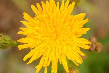Yellow flowers in the garden in Alps. Switzerland.