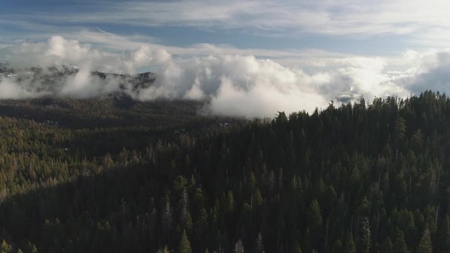 Beautiful forest aerial landscape during winter. Low clouds and fog sit over Californian forest with blue skies above. Incredible scenery in Sierra National Forest.