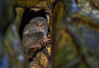 The spectral tarsier on the tree. Scientific name: Tarsius spectrum, also called Tarsius tarsier. Natural habitat. Sulawesi Island. indonesia