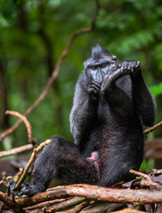 The Celebes crested macaque on the tree. Green natural background. Crested black macaque, Sulawesi crested macaque, or the black ape. Natural habitat. Sulawesi Island. Indonesia.