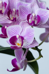 Fototapeta na wymiar Small-flowered orchid phalaenopsis of a gentle lilac shade