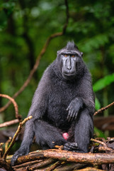 The Celebes crested macaque on the tree. Green natural background. Crested black macaque, Sulawesi crested macaque, or the black ape. Natural habitat. Sulawesi Island. Indonesia.