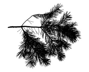 Silhouette of branch of pine tree. Vector illustration.