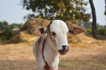 Beautiful little calf at dairy farm. Newborn baby cow