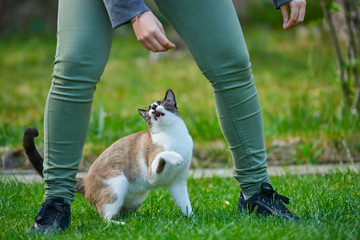 angry cat jumping ready to bite