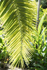 palm leaves branch in sunny day