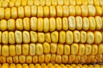 Corn cob close up