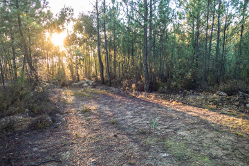 romantic misty morning in a forest