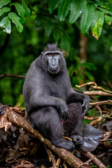 The Celebes crested macaque on the tree. Green natural background. Crested black macaque, Sulawesi crested macaque, or the black ape. Natural habitat. Sulawesi Island. Indonesia.