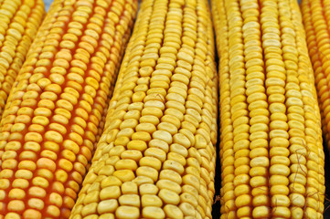 Corn cob close up
