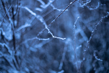 branches of plants in winter in hoarfrost and snow