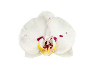 Beautiful white and purple phalaenopsis orchid flower isolated on a white background.