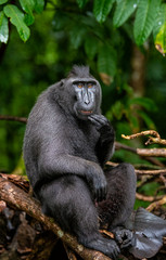 Naklejka na ściany i meble The Celebes crested macaque on the tree. Green natural background. Crested black macaque, Sulawesi crested macaque, or the black ape. Natural habitat. Sulawesi Island. Indonesia.