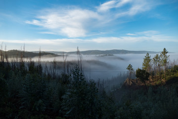 Obraz premium romantic misty morning in a forest