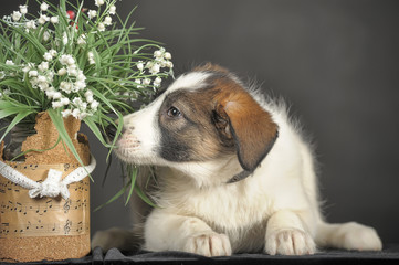 tricolor cute mestizo puppy with wicker baskets with flowers