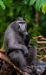 The Celebes crested macaque on the tree. Green natural background. Crested black macaque, Sulawesi crested macaque, or the black ape. Natural habitat. Sulawesi Island. Indonesia.