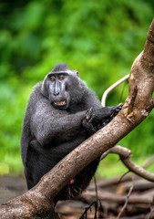 The Celebes crested macaque with open mouth. Green natural background. Crested black macaque, Sulawesi crested macaque, or the black ape. Natural habitat. Sulawesi Island. Indonesia.