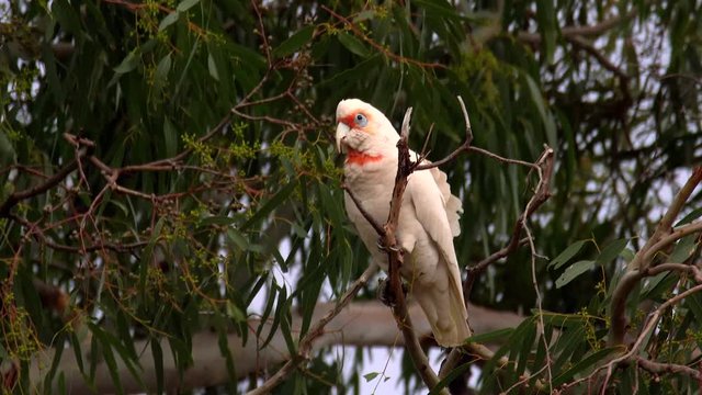 White Cockatoo on a eucalyptus tree (Australian Long Billed Corella)